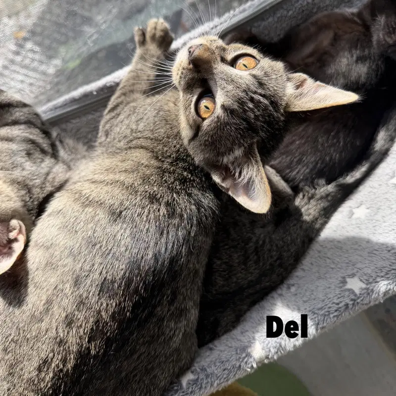 Del, a male kitten up for adoption