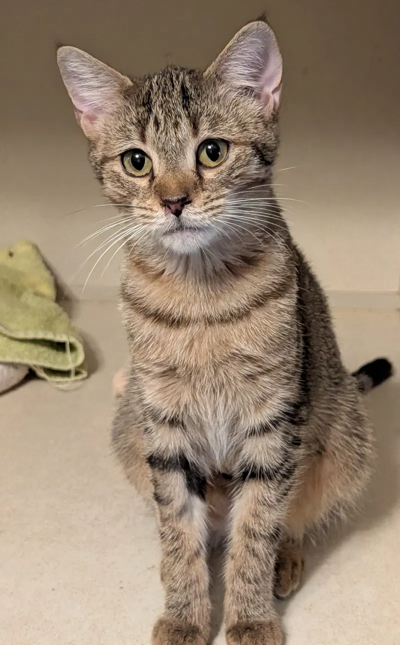 Carla, a young female cat up for adoption