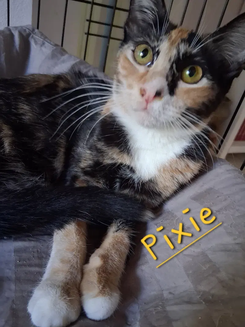 Pixie, a young female cat up for adoption