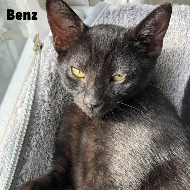 Benz, a male kitten up for adoption