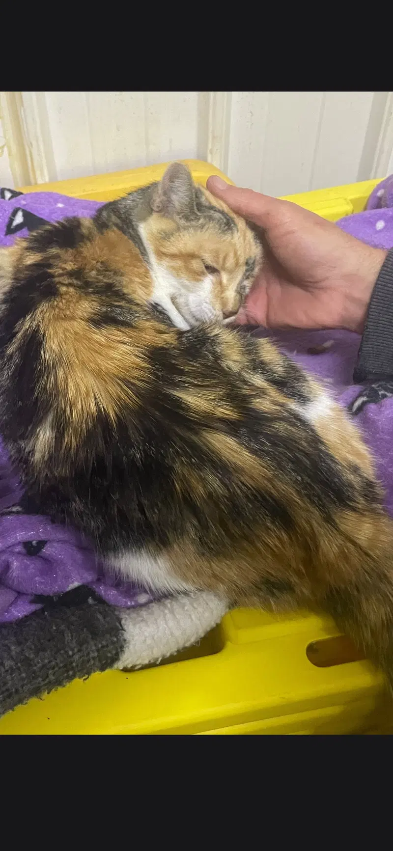 Kali Kat, photo 2