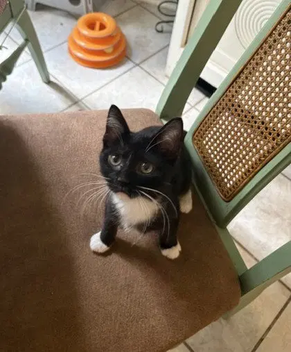 Livia, a young female Tuxedo cat up for adoption