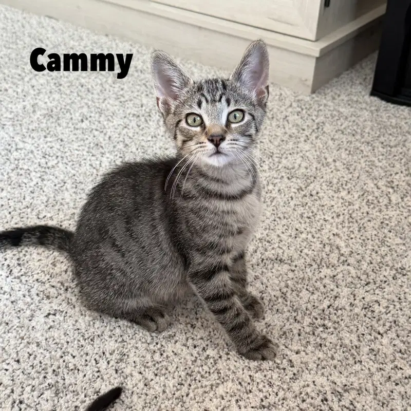 Cammy, a female kitten up for adoption