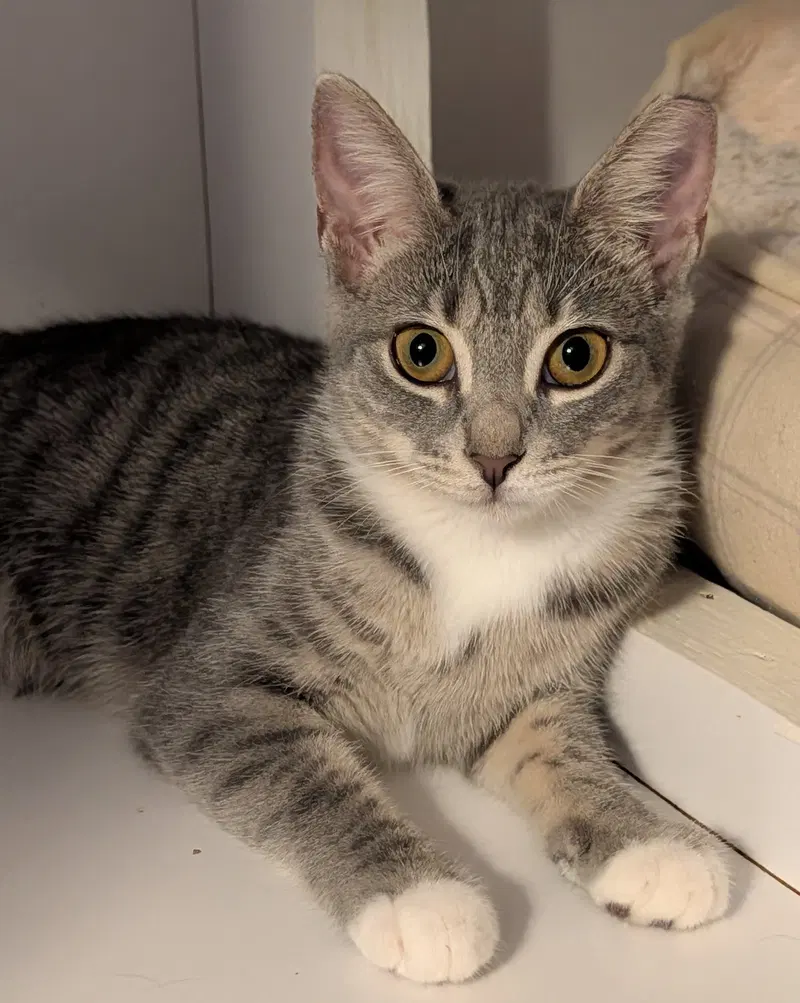Kimi, a young female cat up for adoption