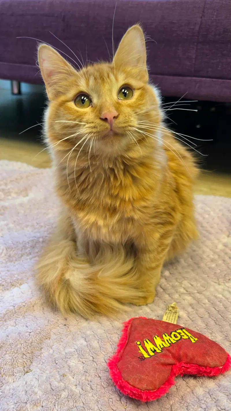 Sunny, a young male Tabby cat up for adoption