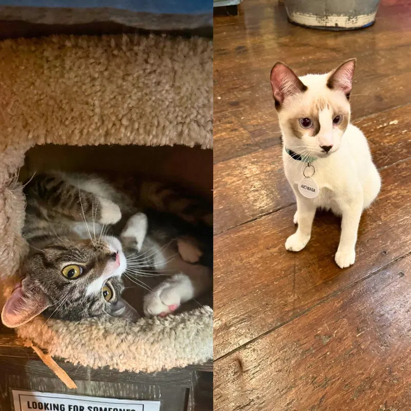 Arowana & Flatbread, young male cats up for adoption