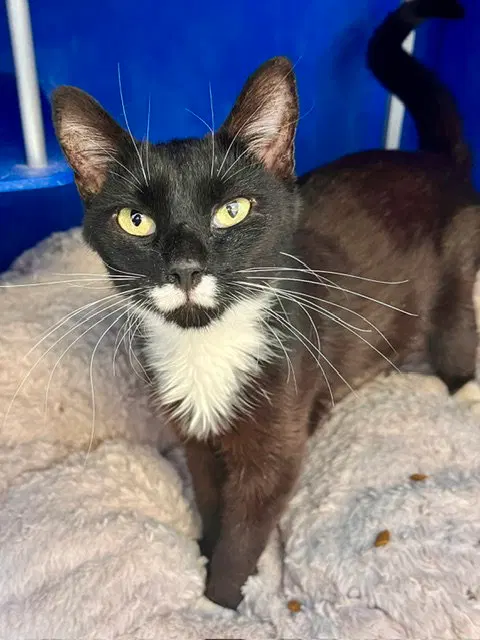 Magpie, a young female cat up for adoption