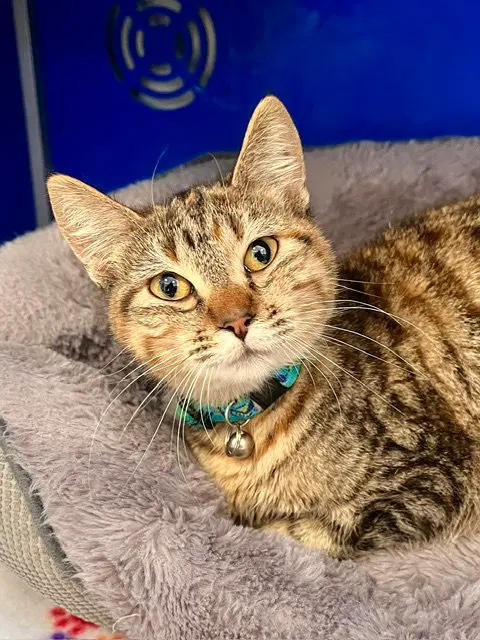 Etta, a young female cat up for adoption