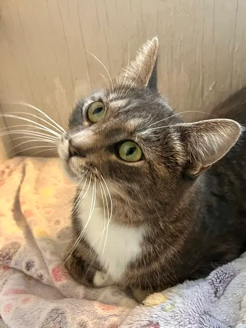 Ghost, an adult female cat up for adoption