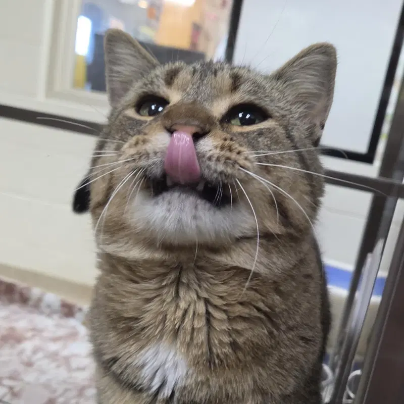 Big Tony, an adult male cat up for adoption