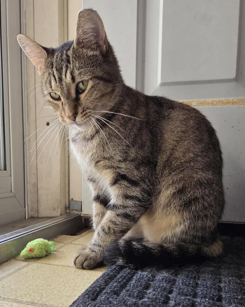 Xena, a young female cat up for adoption