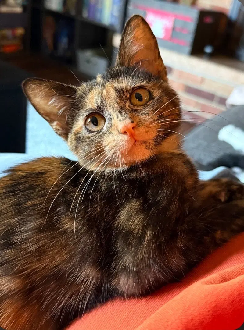 Thora, a female kitten up for adoption