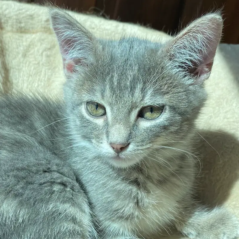 Rebel, a female kitten up for adoption
