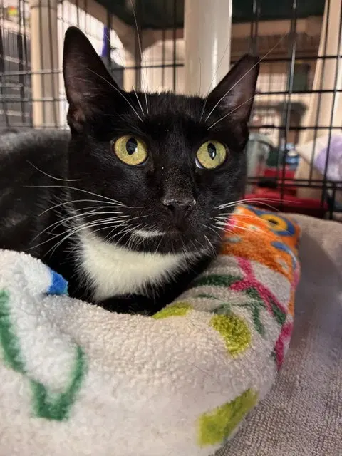Contessa, a young female cat up for adoption