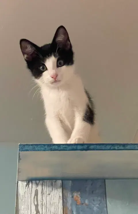 Watch the video of Lune