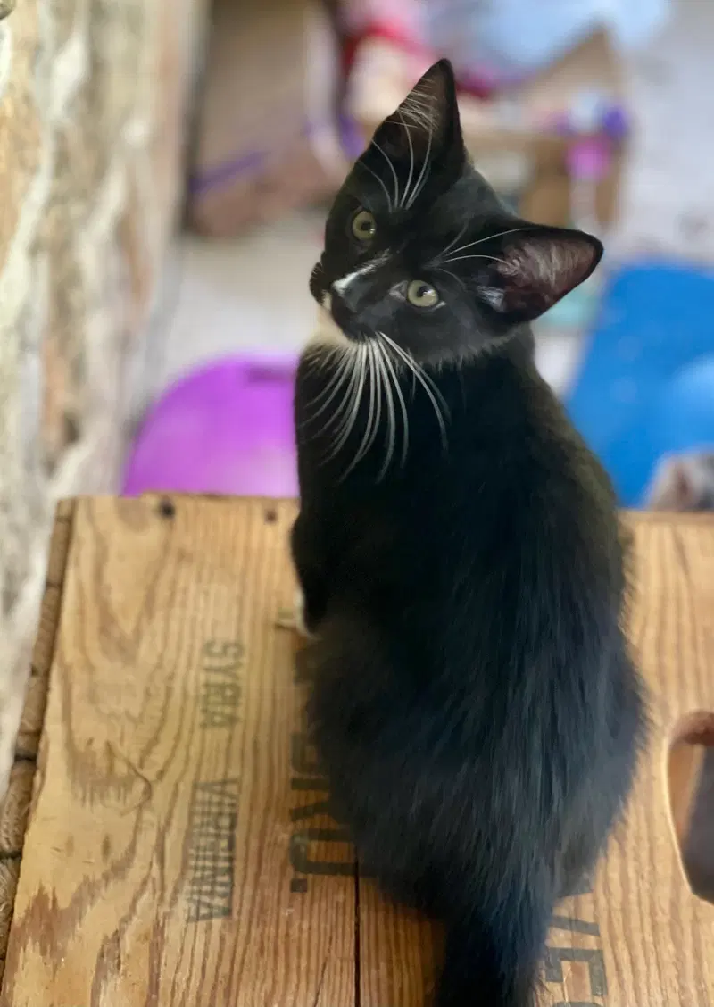 Plume, an adult male cat up for adoption