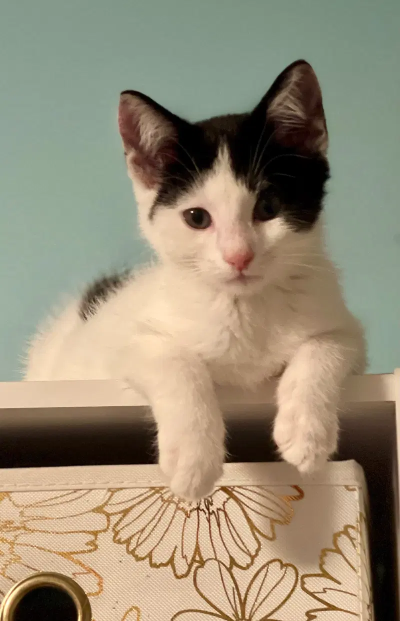 Chandelle, an adult female cat up for adoption