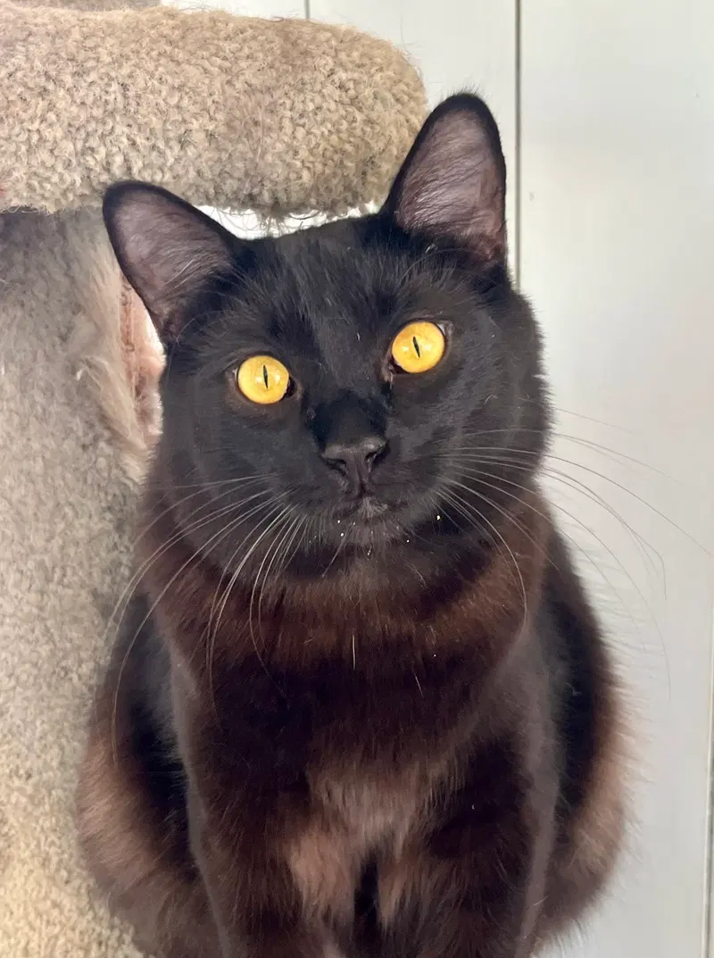 Jagger, a young male cat up for adoption