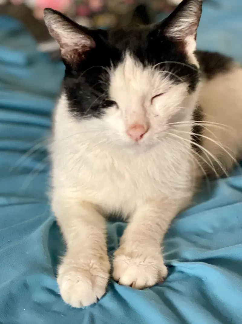 Clara, an adult female Tuxedo cat up for adoption