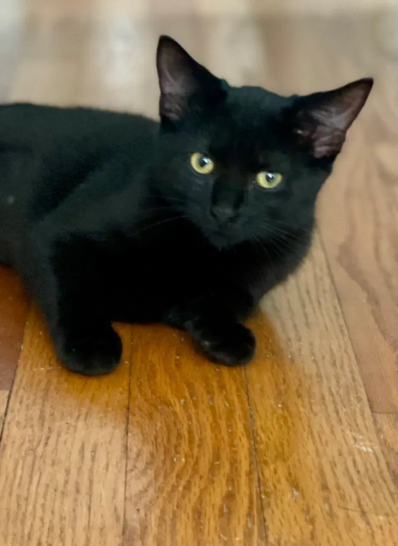 Tomato, a young female Bombay cat up for adoption