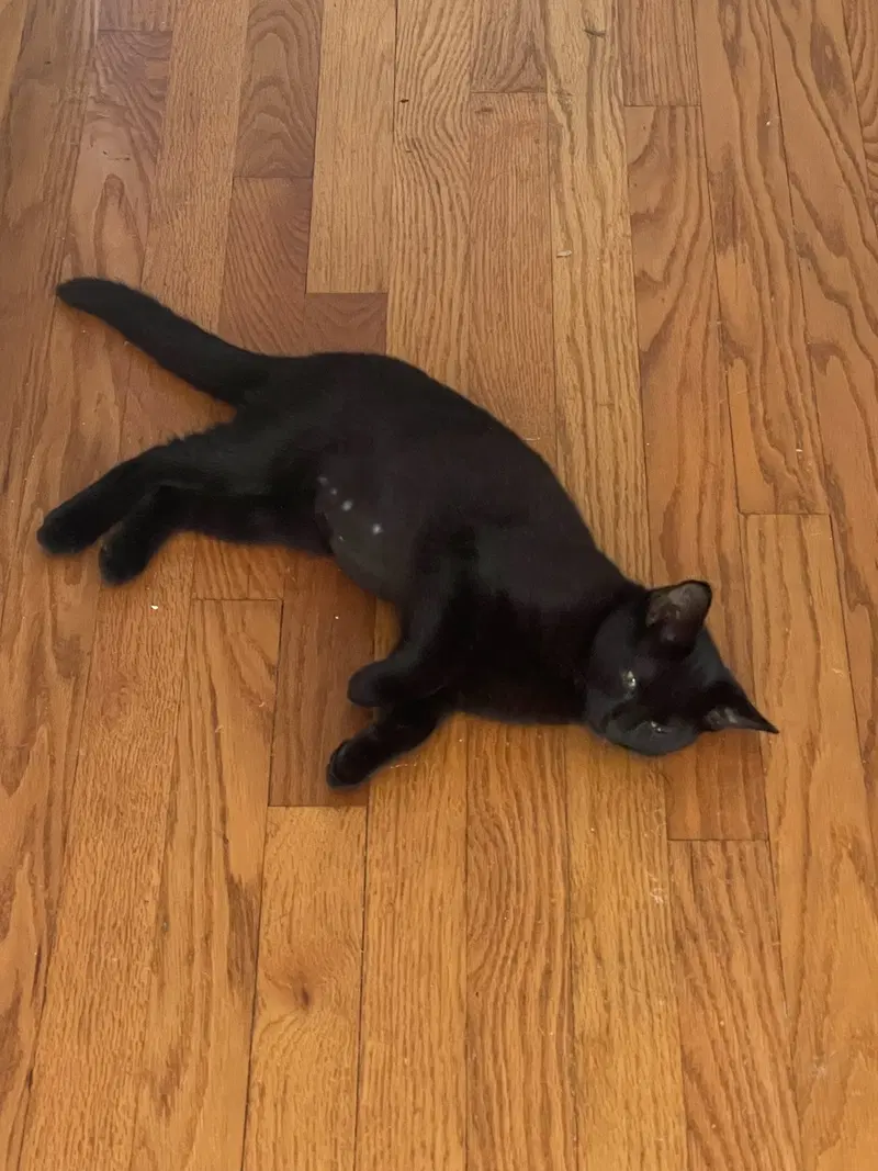 Tomato, photo 2