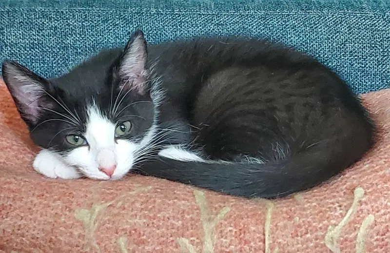 Max, photo 6
