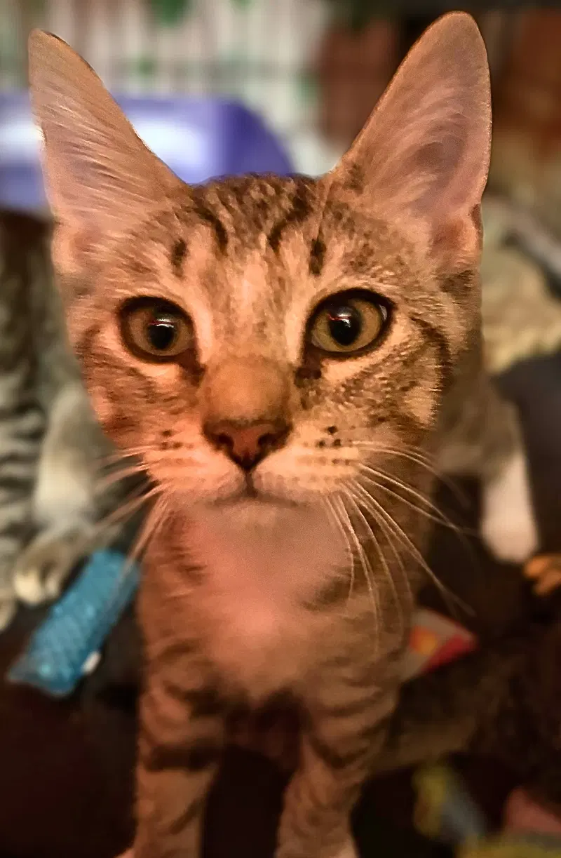 Enzo, photo 2