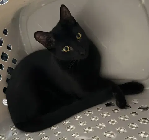 Watch the video of Lua