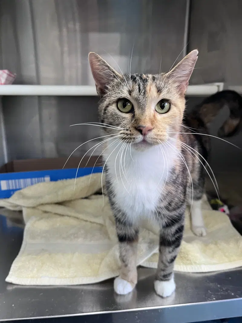 Diala, an adult female cat up for adoption