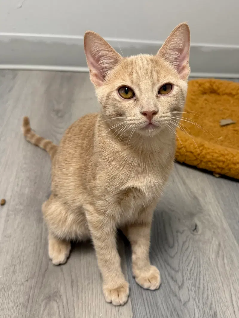 Holbrook, a male cat up for adoption