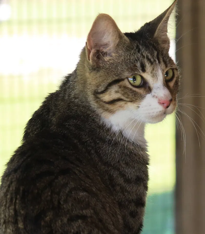 Maddox, a young male cat up for adoption
