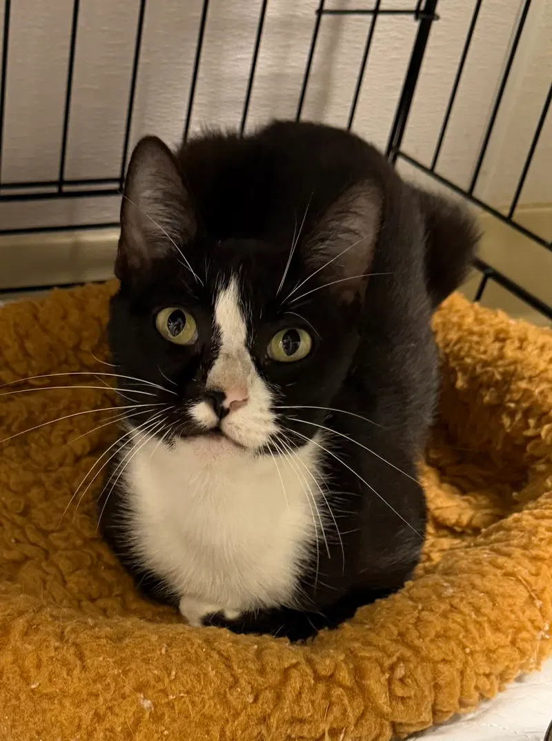 Clocktower, a female cat up for adoption