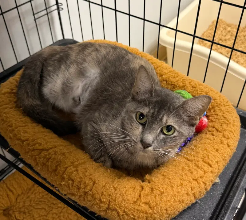 Dart, an adult female cat up for adoption
