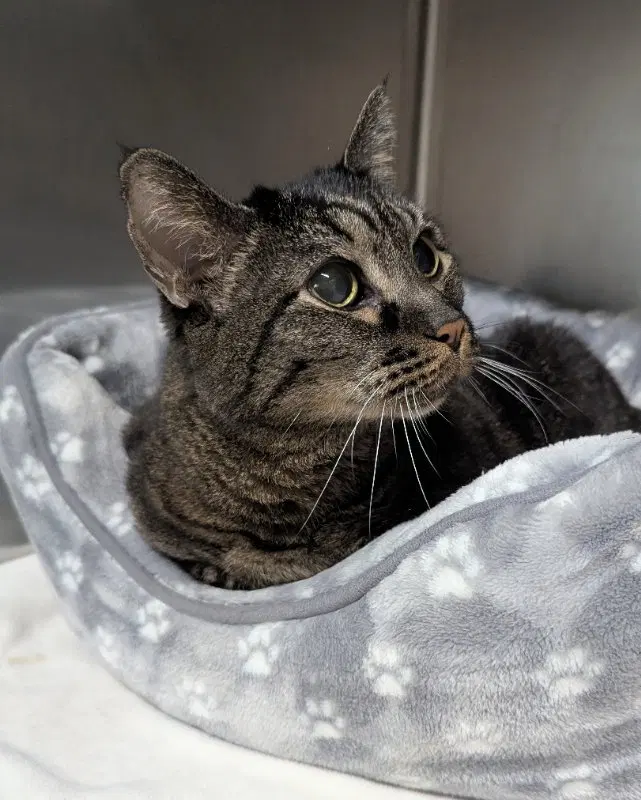 Artichoke, a senior female Tabby cat up for adoption