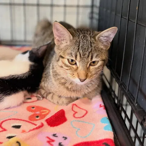 Watch the video of Ollie