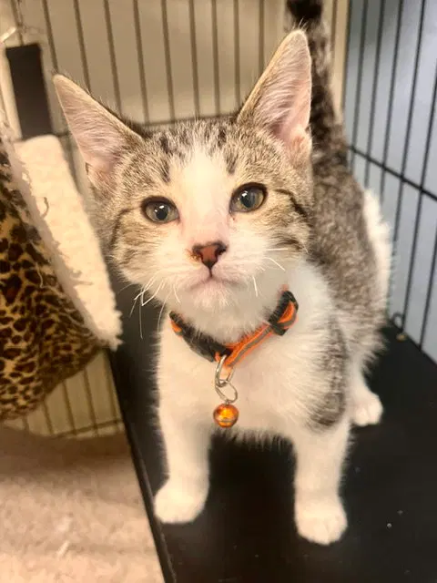 Pretzel, a male kitten up for adoption