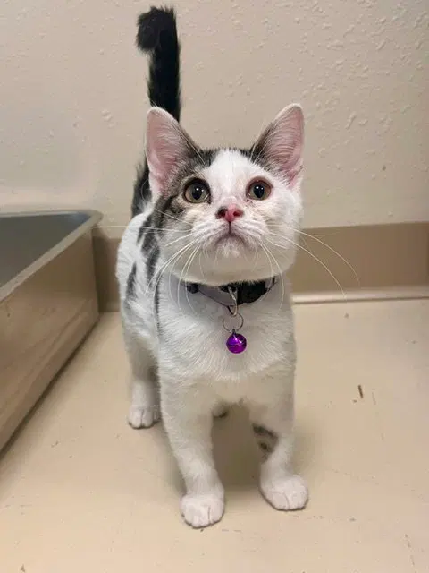 Juniper, a female kitten up for adoption