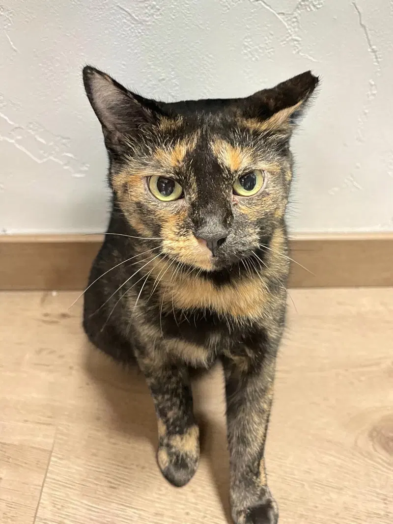 Bella, an adult female cat up for adoption