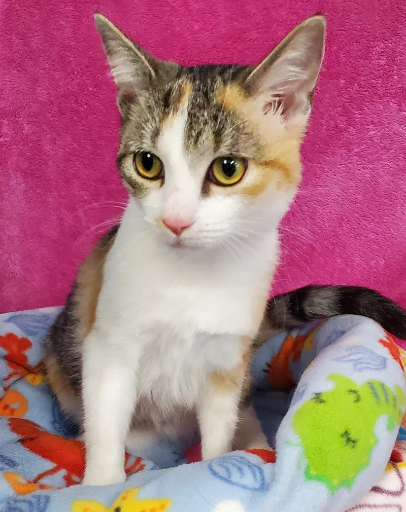 Ruffle, a young female cat up for adoption