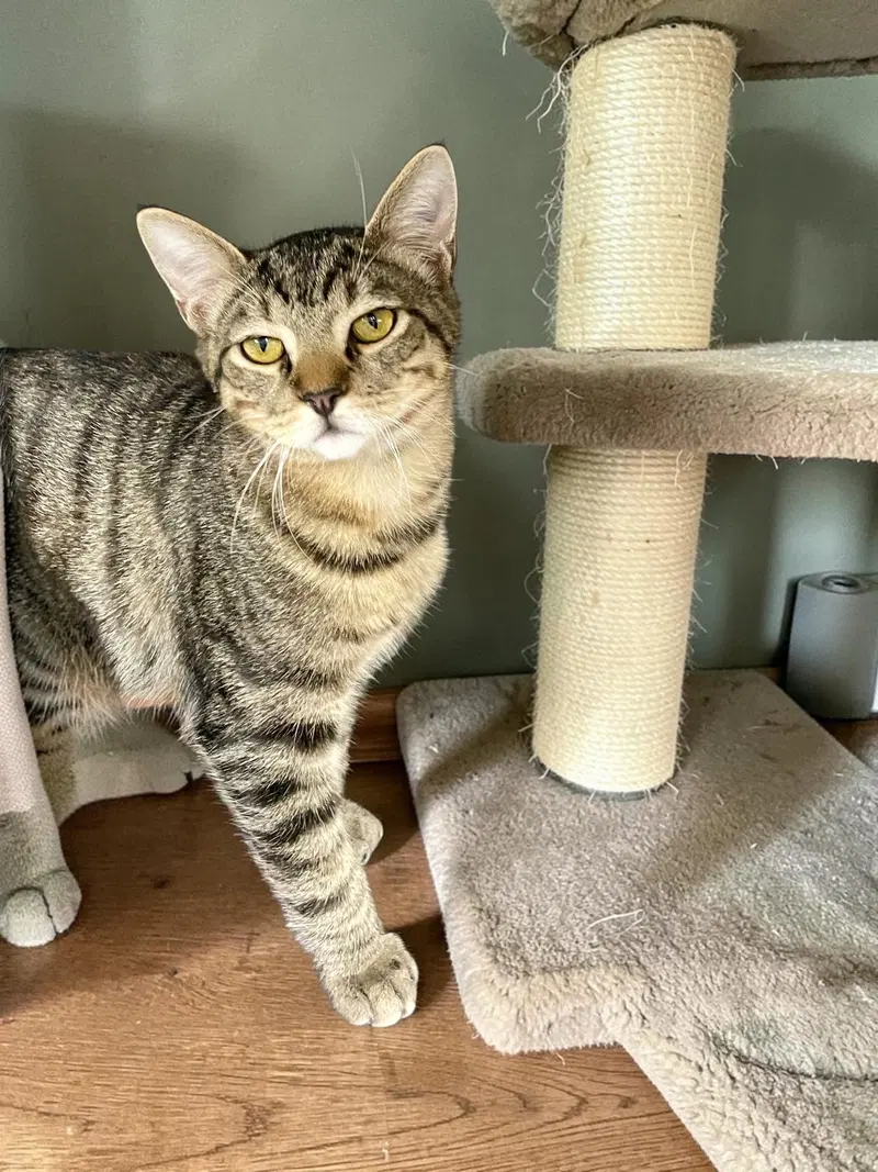 Indy, a male kitten up for adoption