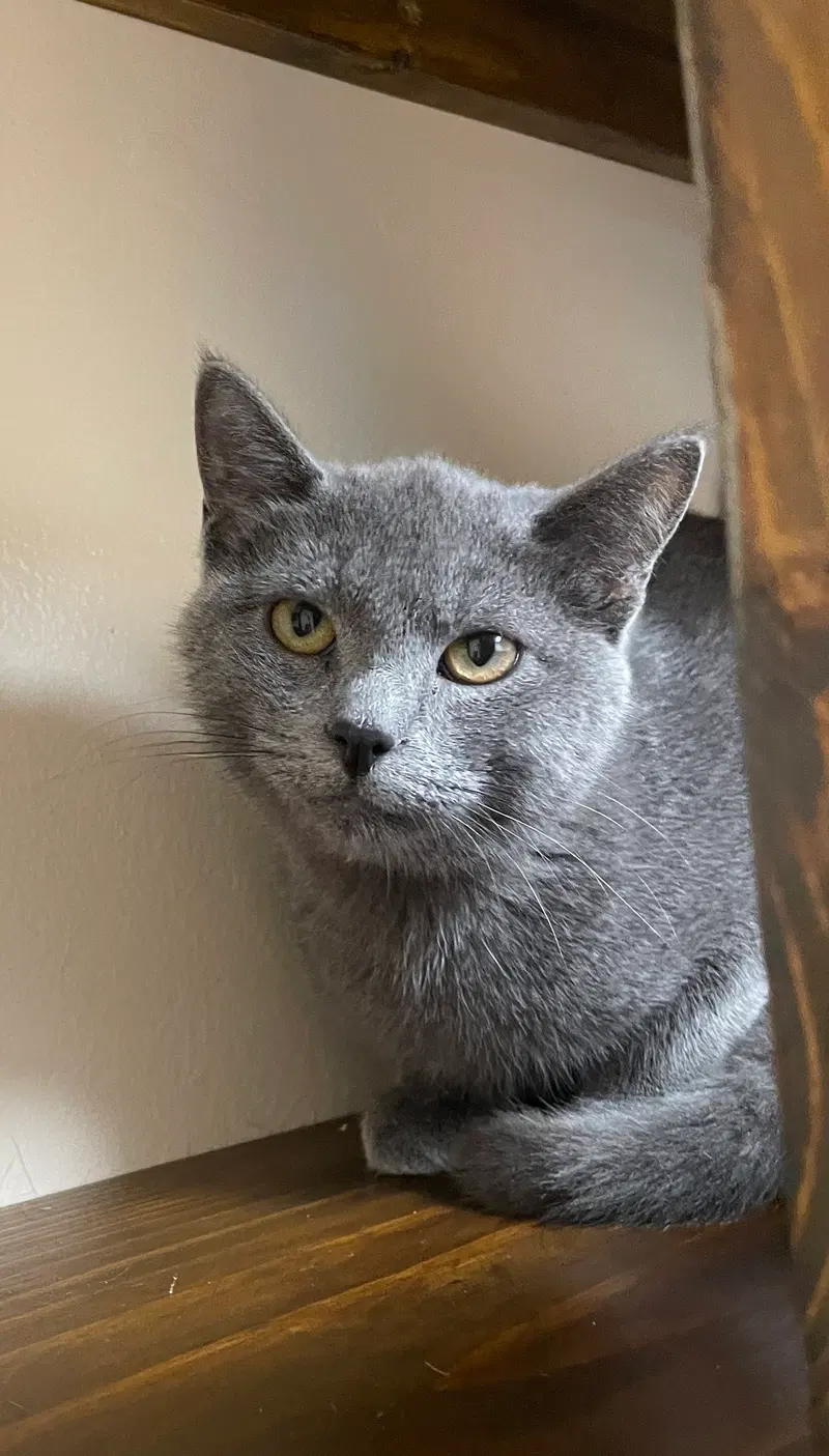 Merlin, a male kitten up for adoption