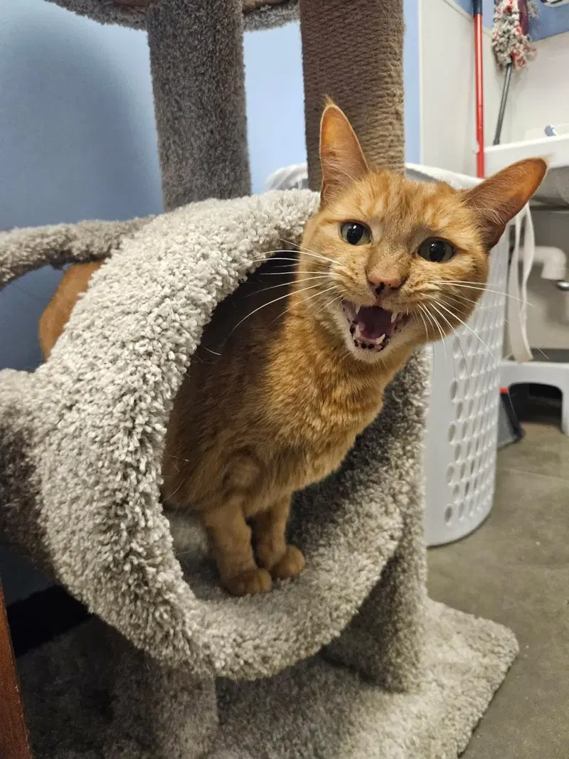 Jackie Marigold, an adult female Tabby cat up for adoption