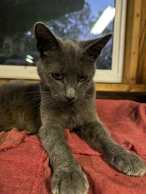 Minerva, a young female Russian Blue cat up for adoption