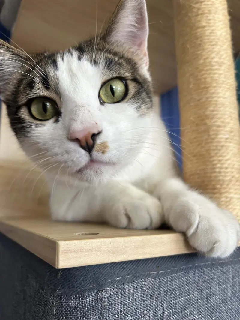 Dolce, a young male cat up for adoption