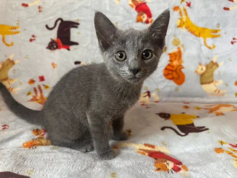 Lexus, a female kitten up for adoption