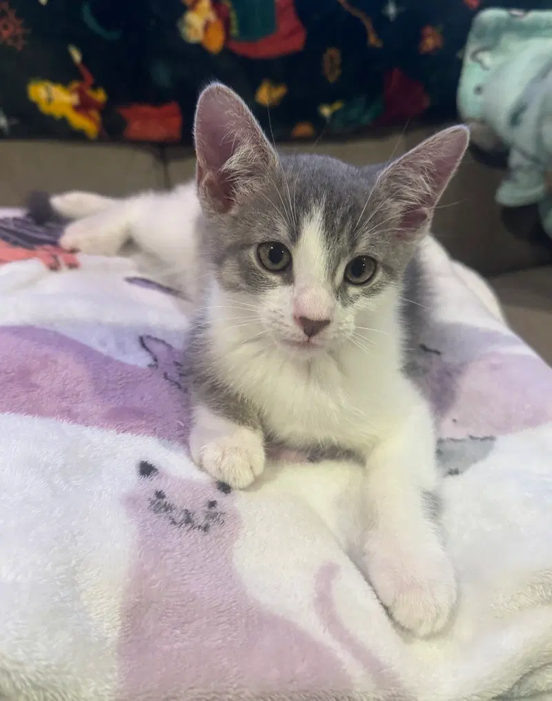 Bronco, a male kitten up for adoption