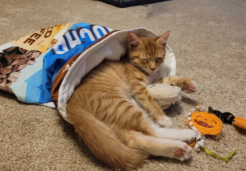 Scout, a male kitten up for adoption