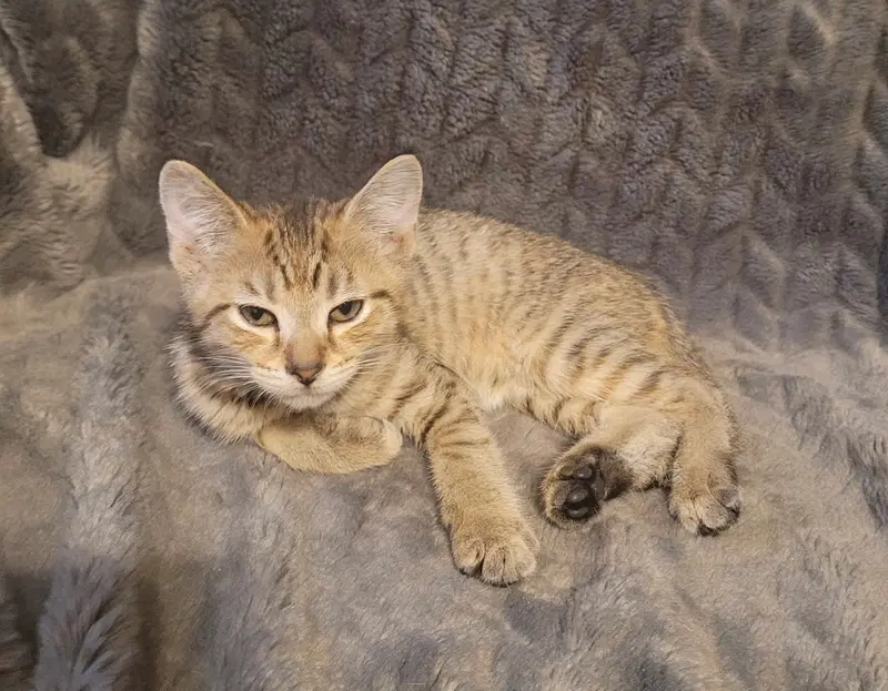 Mina, a female Tabby kitten up for adoption