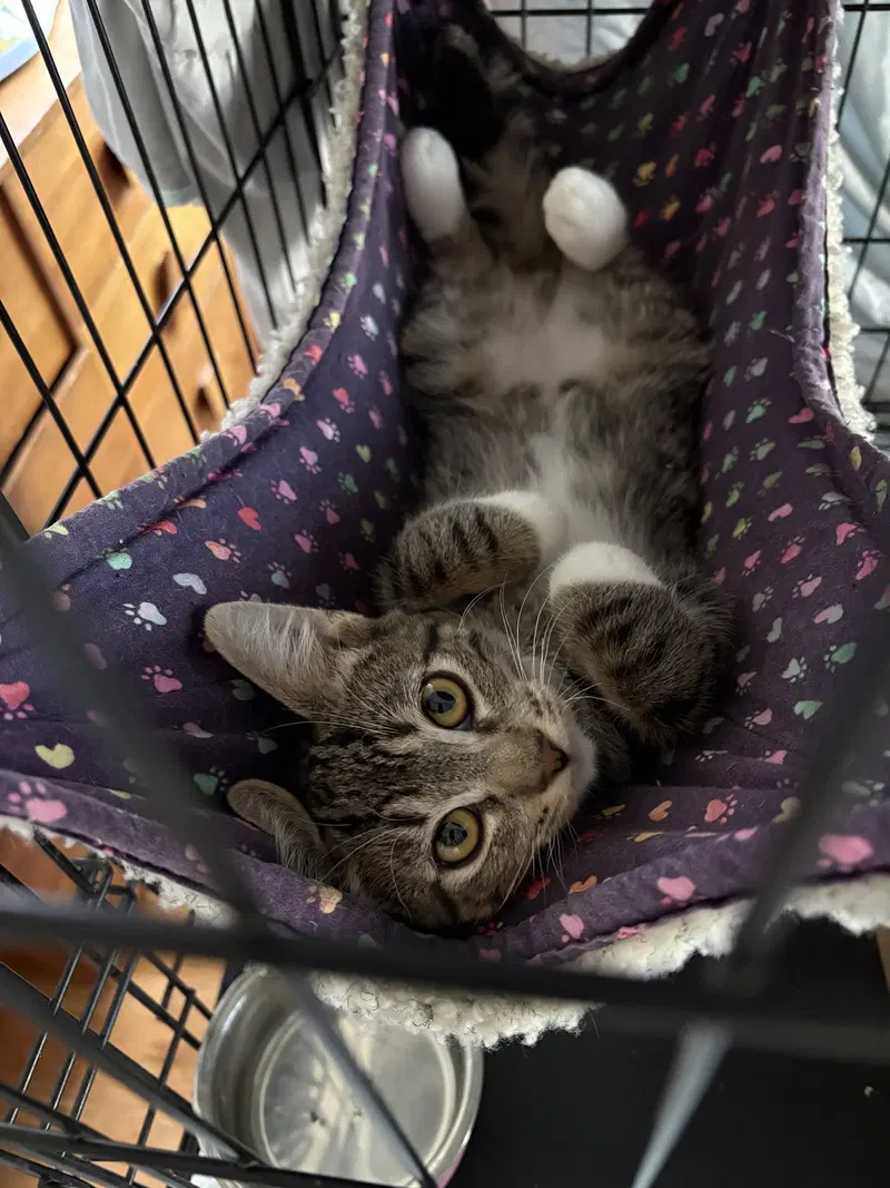 Westley, a male kitten up for adoption