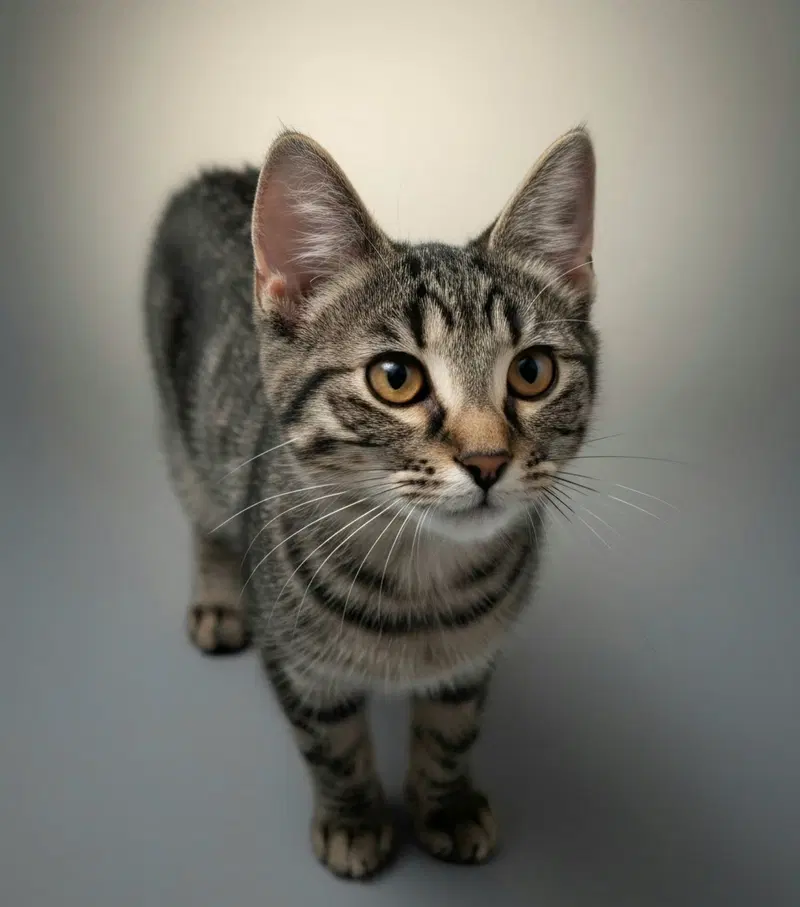 Allie, a female kitten up for adoption